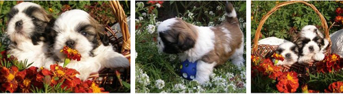 shih-tzu puppies