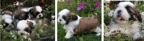 shih-tzu puppies