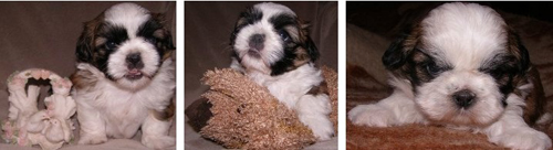 shih-tzu puppies