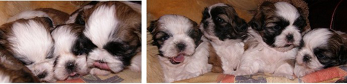 shih-tzu puppies