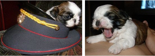 shih-tzu puppies