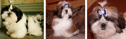 shih-tzu puppies
